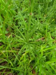 Hypochaeris chillensis (41)