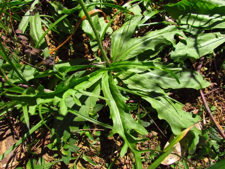 Hypochaeris chillensis (37)