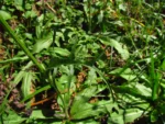 Hypochaeris chillensis (34)
