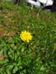Hypochaeris chillensis (33)