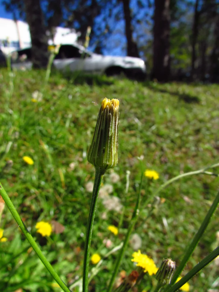 Hypochaeris chillensis (30)