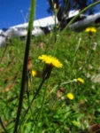Hypochaeris chillensis (31)