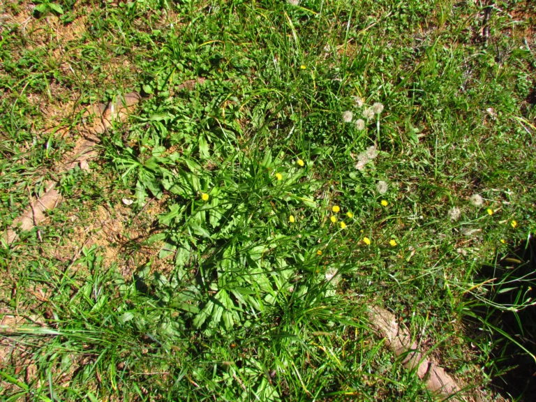 Hypochaeris chillensis (27)