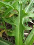 Hypochaeris chillensis (24)