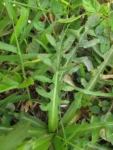 Hypochaeris chillensis (23)