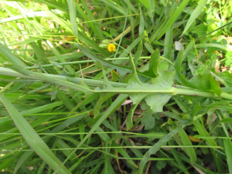 Hypochaeris chillensis (21)
