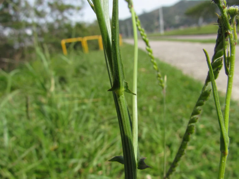 Hypochaeris chillensis (19)