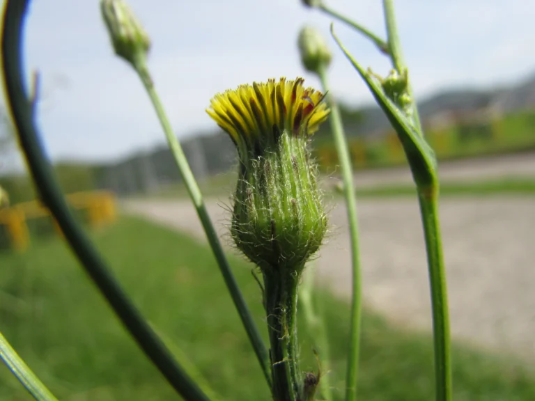Hypochaeris chillensis (16)