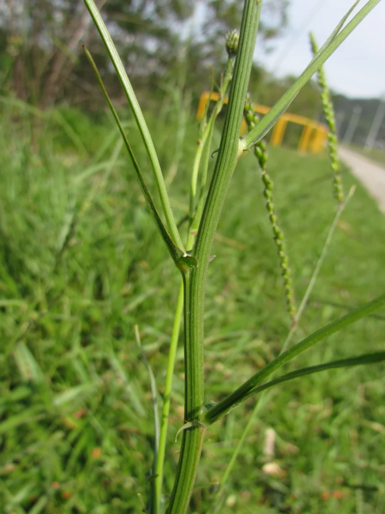 Hypochaeris chillensis (17)