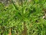 Hypochaeris chillensis (10)