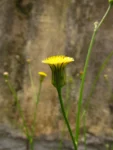 Hypochaeris chillensis (8)