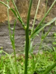 Hypochaeris chillensis (9)