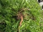 Hypochaeris albiflora (23)