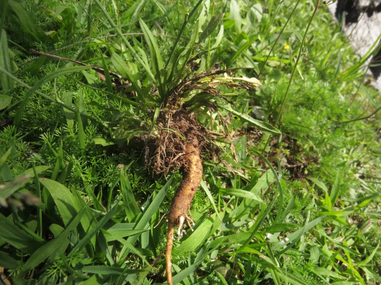 Hypochaeris albiflora (23)