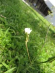 Hypochaeris albiflora (18)