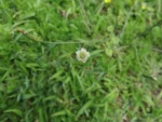 Hypochaeris albiflora (14)