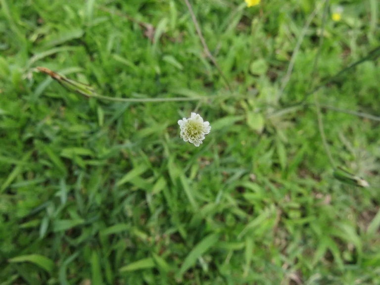 Hypochaeris albiflora (14)