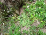 Hypochaeris albiflora (9)