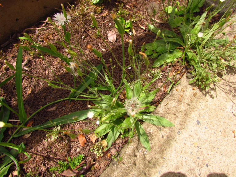 Hypochaeris albiflora (6)