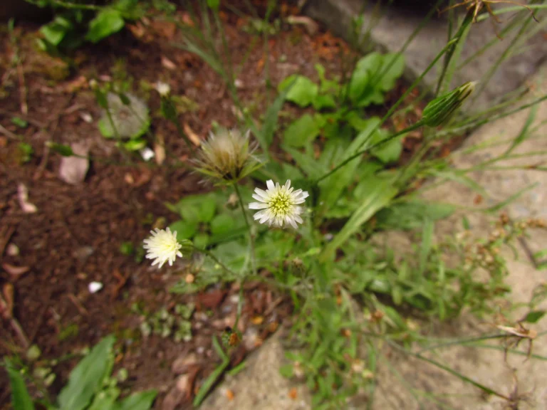 Hypochaeris albiflora (1)