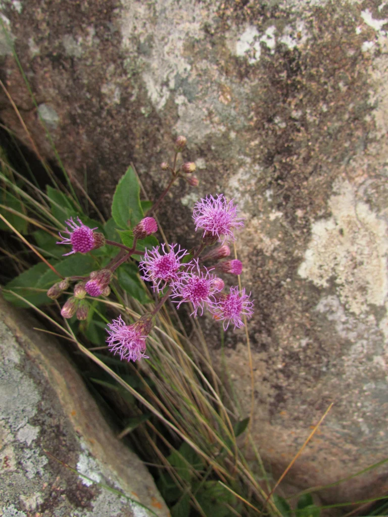 Heterocondylus reitzii (8)