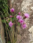 Heterocondylus reitzii (3)