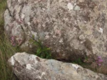 Heterocondylus reitzii (2)