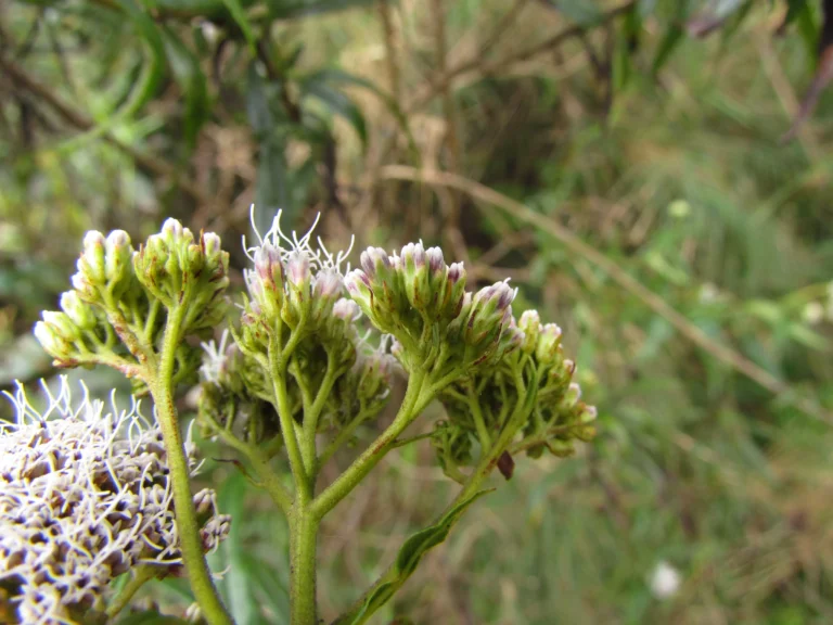 Grazielia serrata (6)