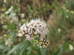 Grazielia serrata (3)