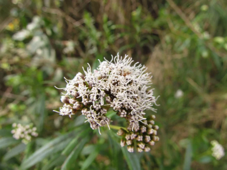 Grazielia serrata (4)