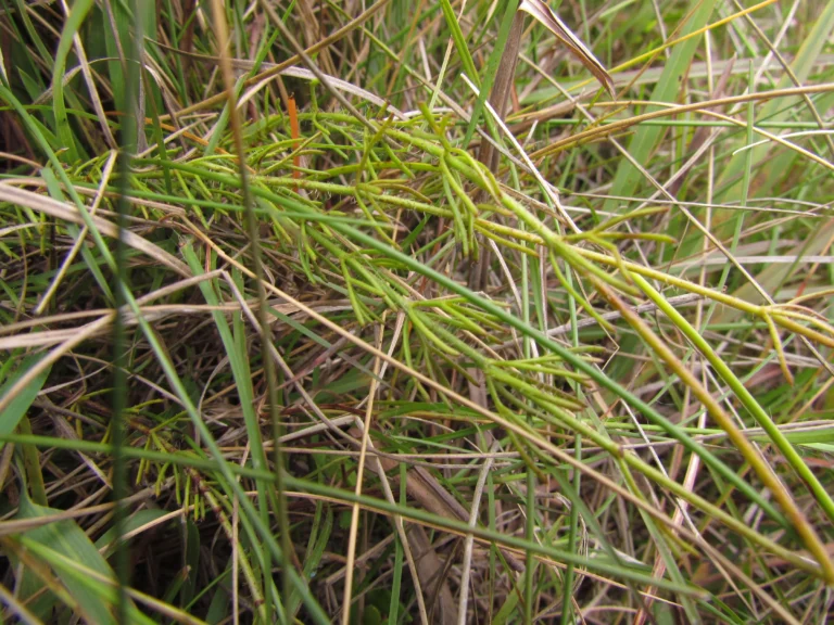 Grazielia multifida (9)