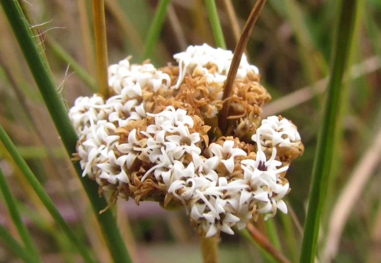 Grazielia multifida (6)