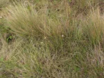 Grazielia multifida (3)