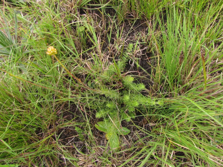Grazielia multifida (2)