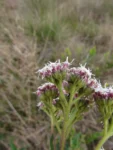 Grazielia intermedia (10)