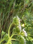 Grazielia intermedia (9)