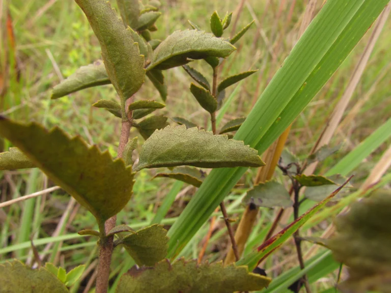 Grazielia gaudichaudiana (17)
