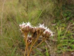 Grazielia gaudichaudiana (14)