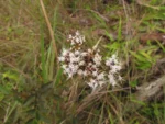 Grazielia gaudichaudiana (11)