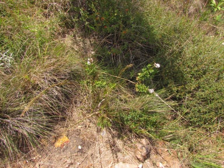 Grazielia gaudichaudiana (8)