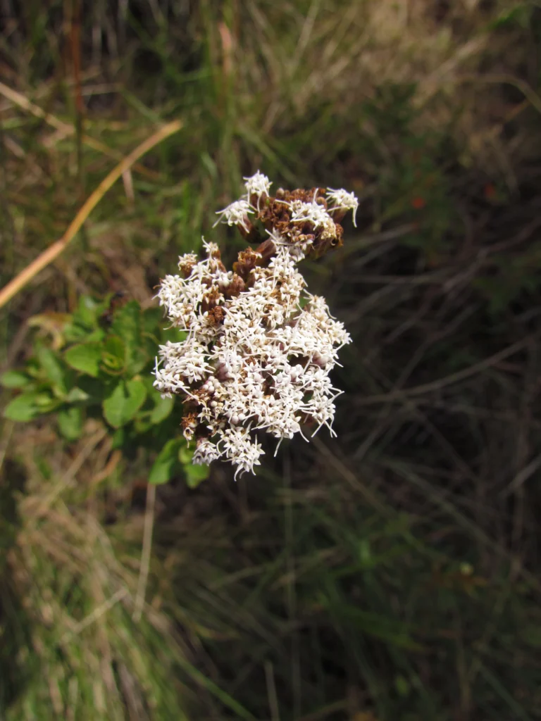 Grazielia gaudichaudiana (7)