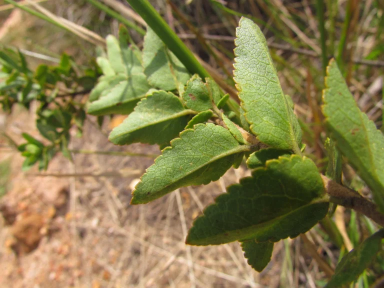 Grazielia gaudichaudiana (4)