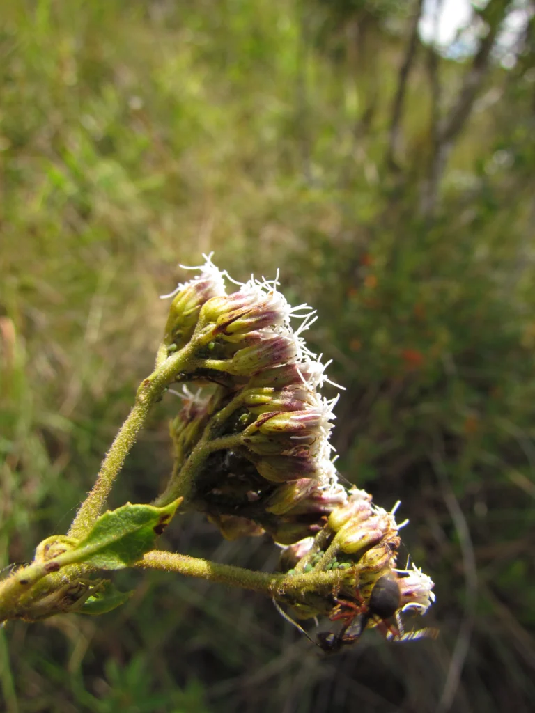 Grazielia gaudichaudiana (1)