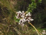 Grazielia gaudichaudiana (2)