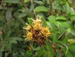 Dasyphyllum brasiliense (14)