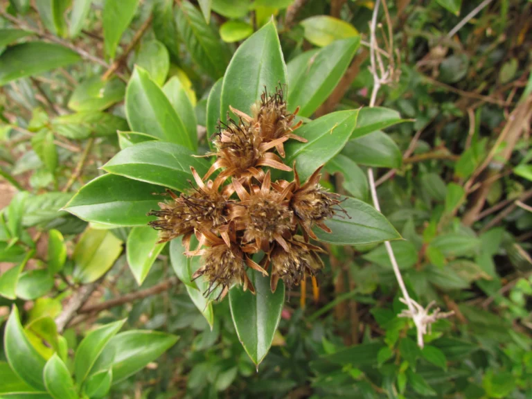 Dasyphyllum brasiliense (9)