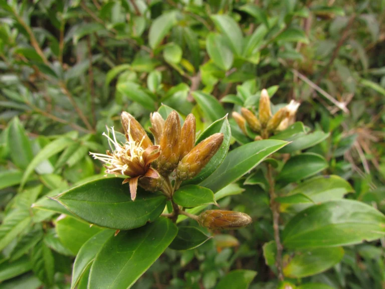 Dasyphyllum brasiliense (7)