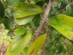 Dasyphyllum brasiliense (8)