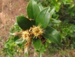 Dasyphyllum brasiliense (5)