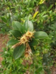 Dasyphyllum brasiliense (4)